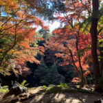 【今週末まで見頃？】1年で一番の絶景は今！国分寺市「殿ヶ谷戸庭園」の紅葉をご紹介